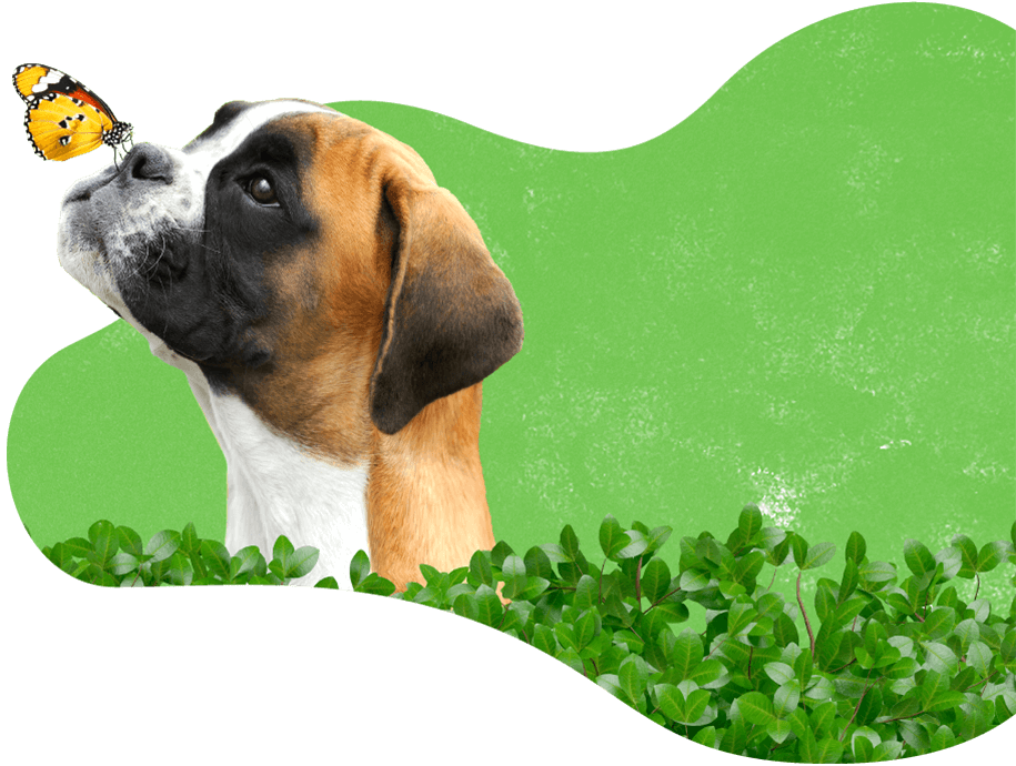 https://staging.palmettopawz.com/wp-content/uploads/2019/08/dog_services.png