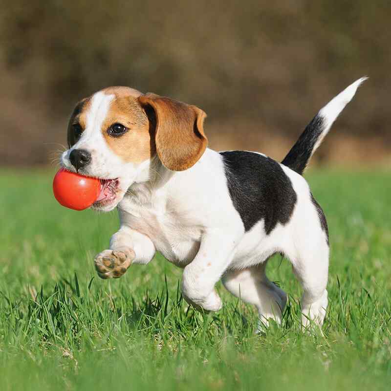 https://staging.palmettopawz.com/wp-content/uploads/2019/08/inner_gallery_10.jpg