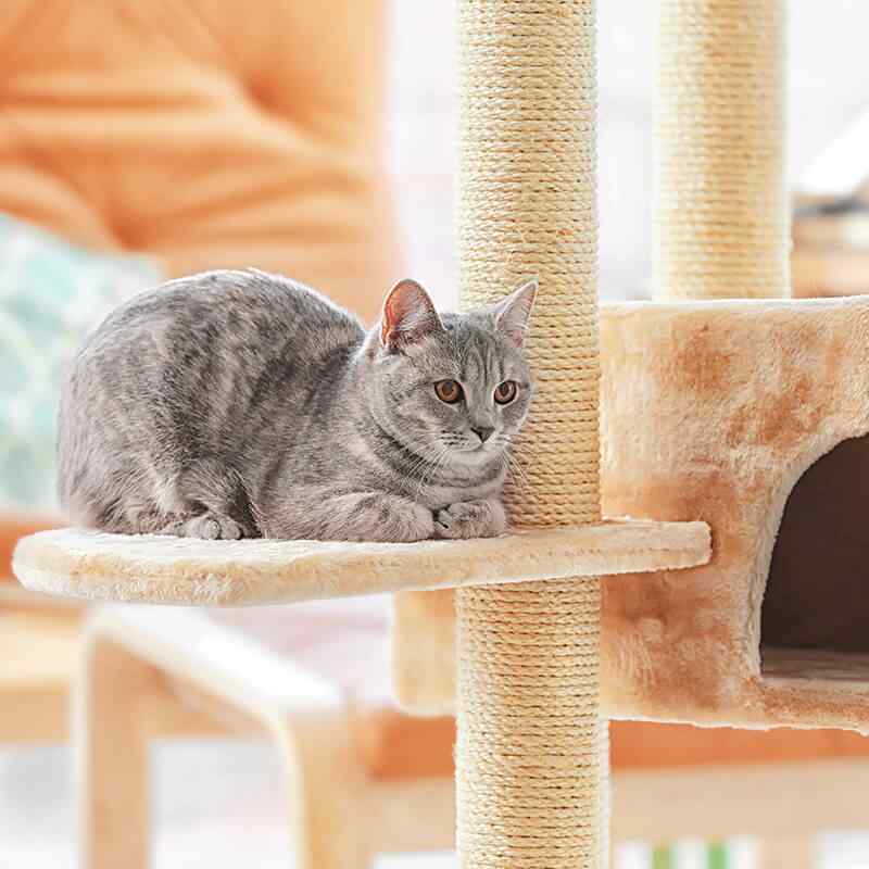 https://staging.palmettopawz.com/wp-content/uploads/2019/08/inner_gallery_11.jpg