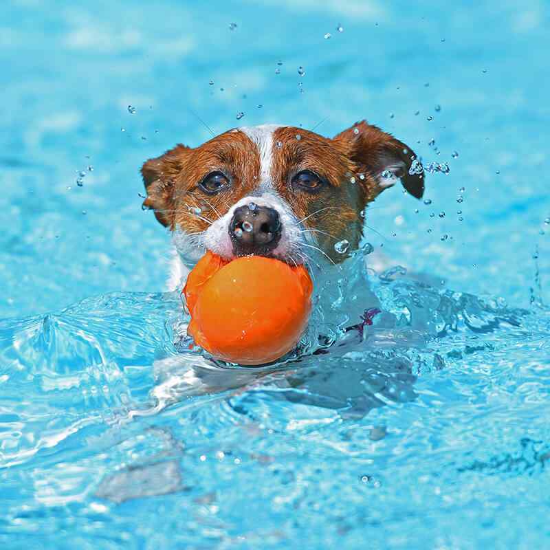 https://staging.palmettopawz.com/wp-content/uploads/2019/08/inner_gallery_13.jpg