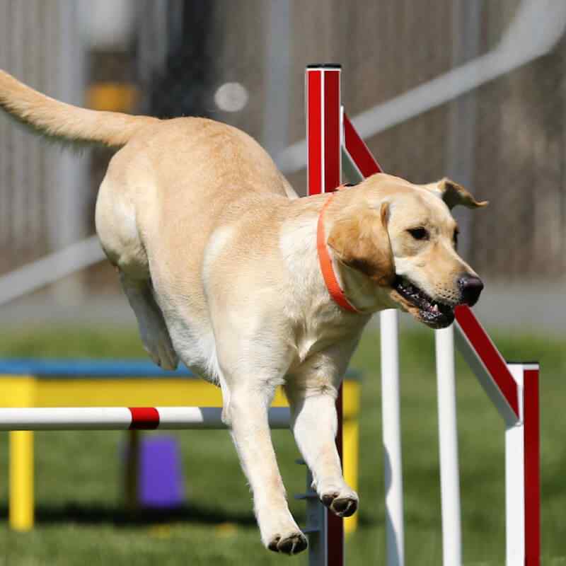 https://staging.palmettopawz.com/wp-content/uploads/2019/08/inner_gallery_15.jpg