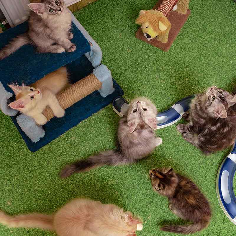 https://staging.palmettopawz.com/wp-content/uploads/2019/08/inner_gallery_16.jpg