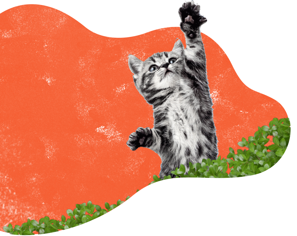 https://staging.palmettopawz.com/wp-content/uploads/2019/08/inner_services_cat.png
