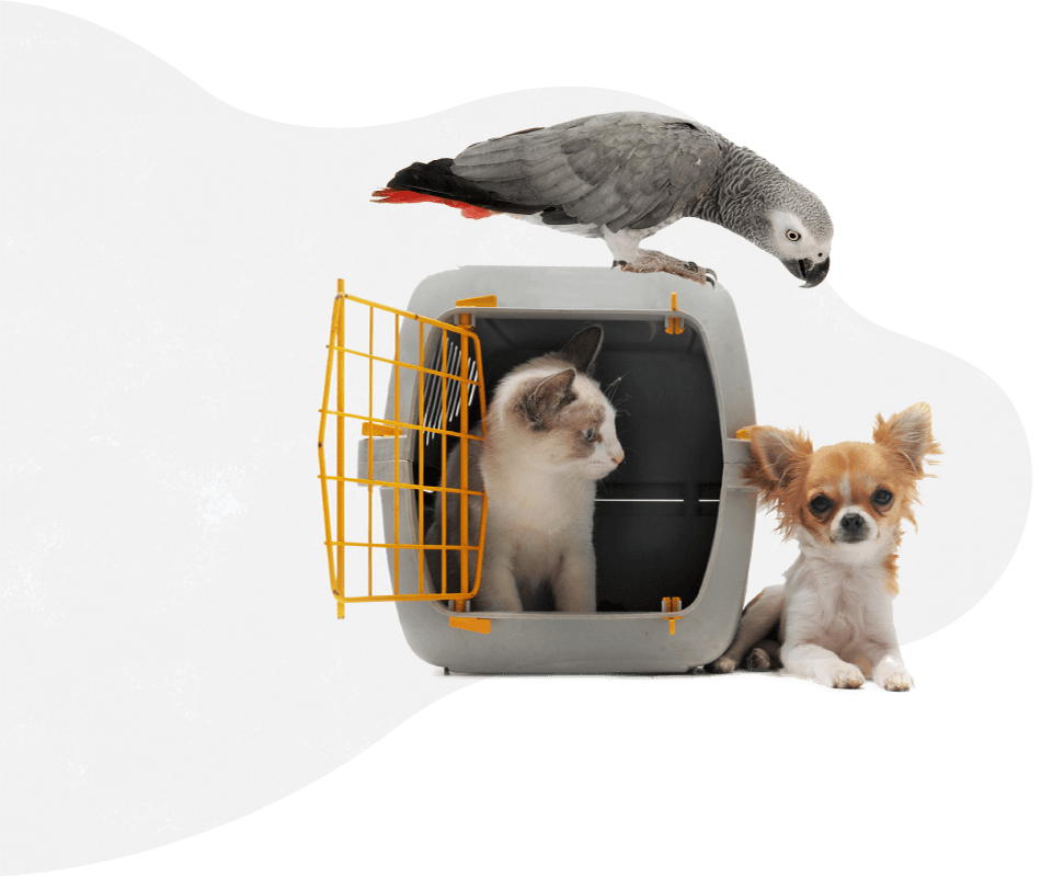 https://staging.palmettopawz.com/wp-content/uploads/2019/08/pets_services.png