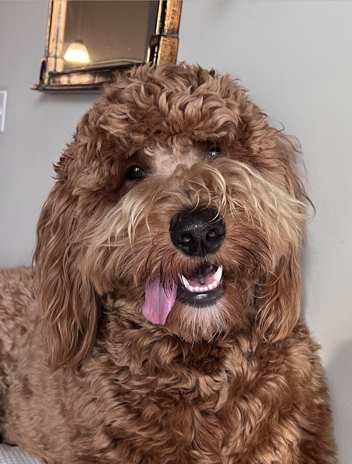 https://staging.palmettopawz.com/wp-content/uploads/2021/12/Finley-The-Manager--e1639199806282.jpg