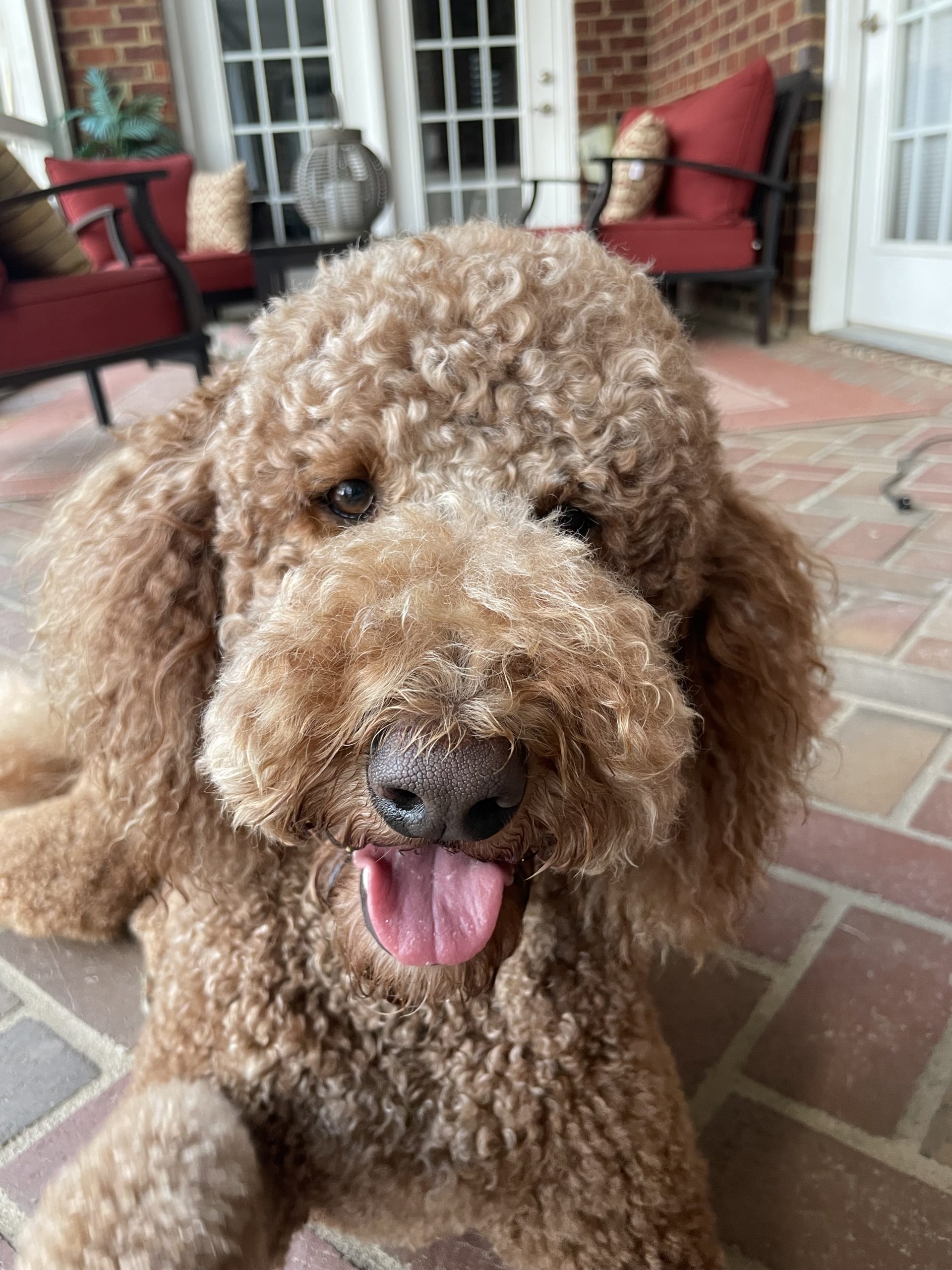 https://staging.palmettopawz.com/wp-content/uploads/2021/12/Joy-head-dog-in-charge-scaled.jpg