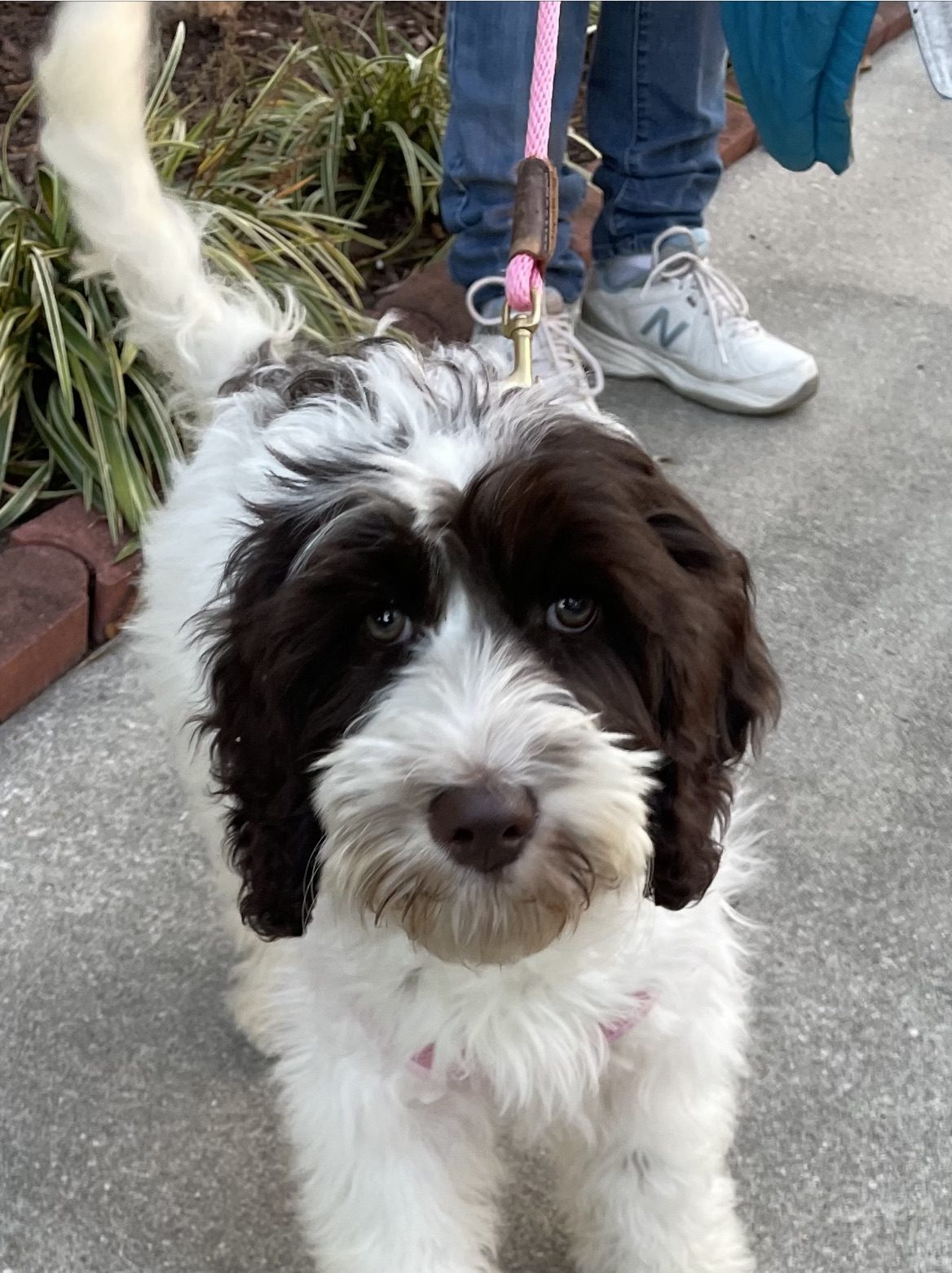 https://staging.palmettopawz.com/wp-content/uploads/2021/12/Poppy-fun-patrol-1-e1639178068803.jpg