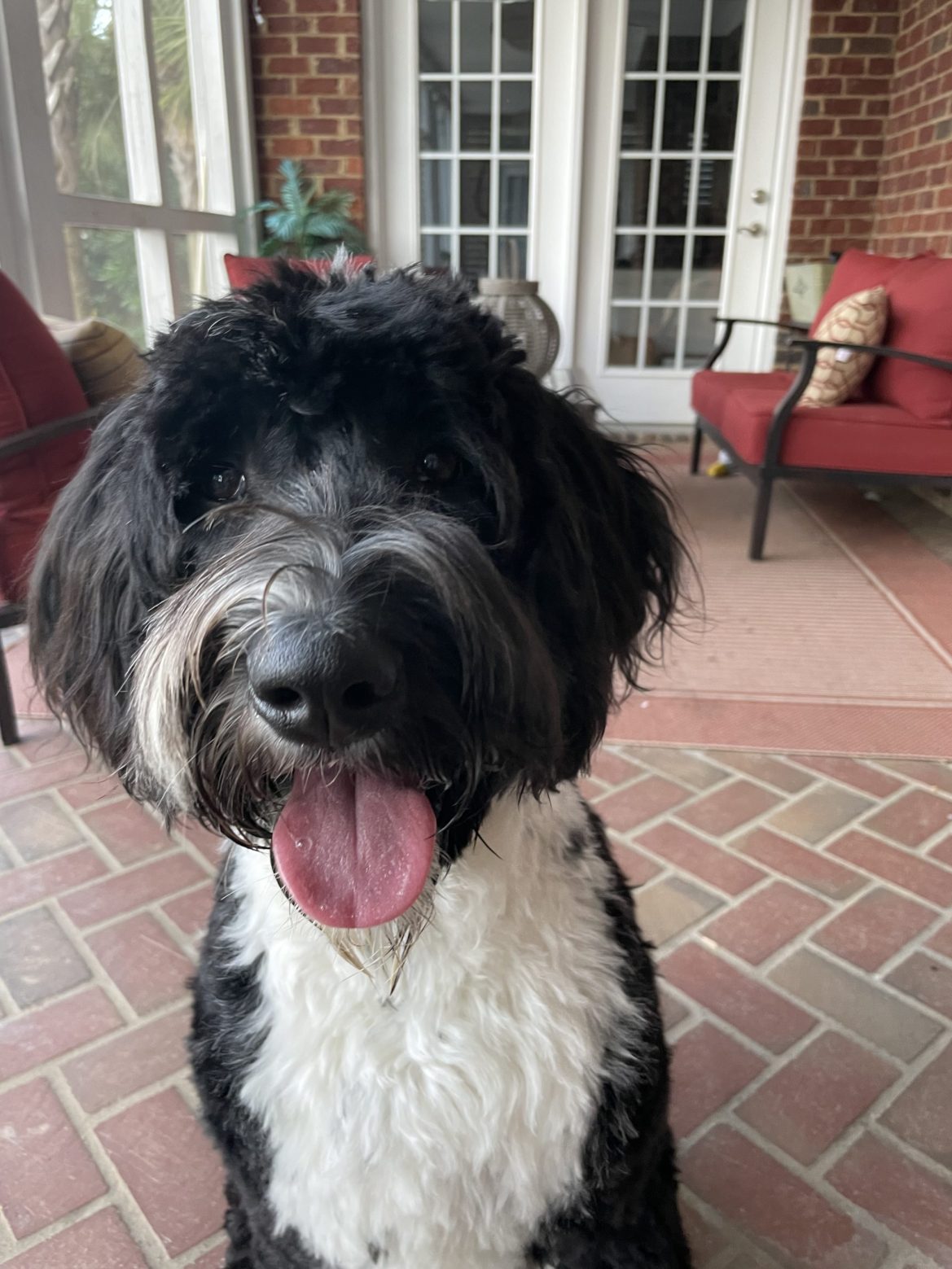 https://staging.palmettopawz.com/wp-content/uploads/2021/12/Sophie-the-supervisor-scaled-e1639177437222.jpg
